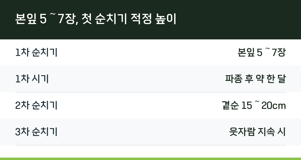 본잎 5～7장, 첫 순치기 적정 높이
