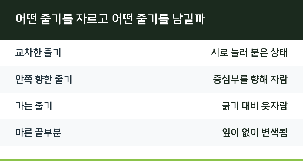 어떤 줄기를 자르고 어떤 줄기를 남길까