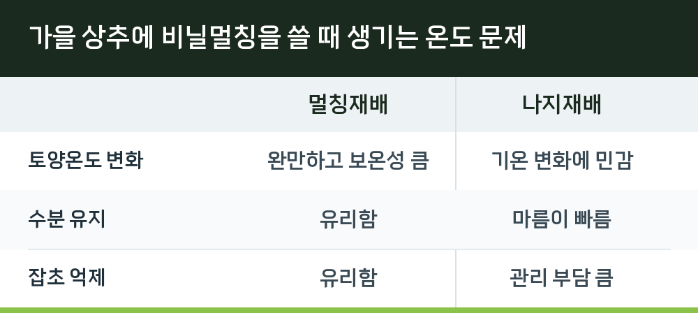 가을 상추에 비닐멀칭을 쓸 때 생기는 온도 문제