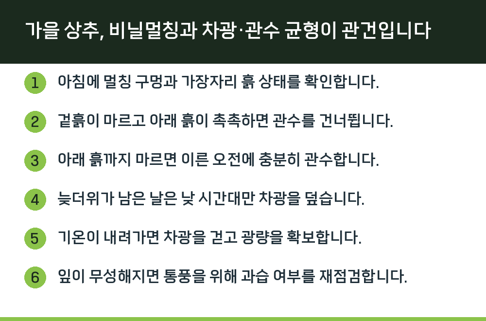 가을 상추, 비닐멀칭과 차광·관수 균형이 관건입니다