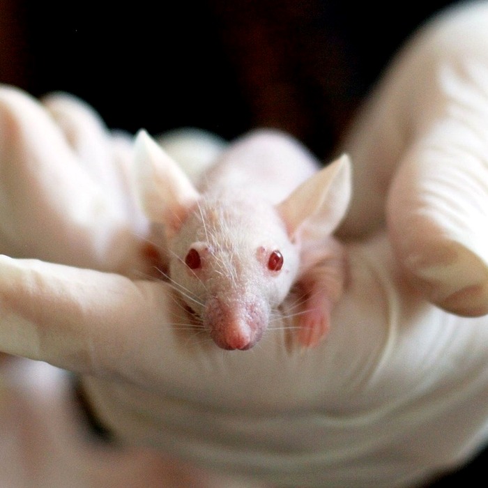 임상 시험 과정