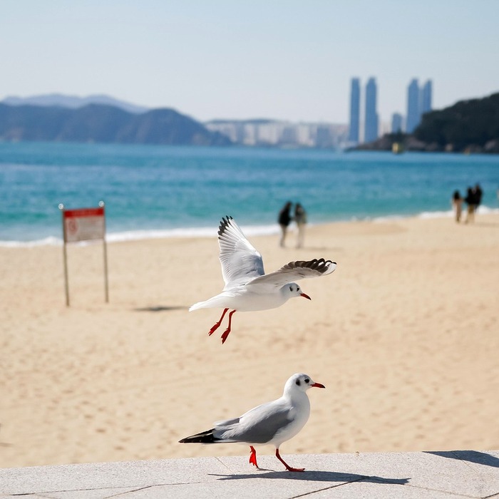 해운대 바다 풍경