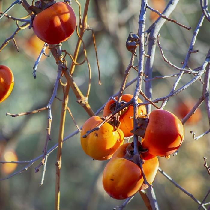가을 배추 재배