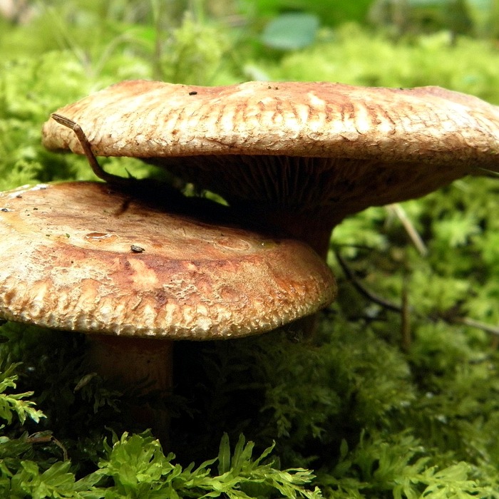 늙은호박 조리법