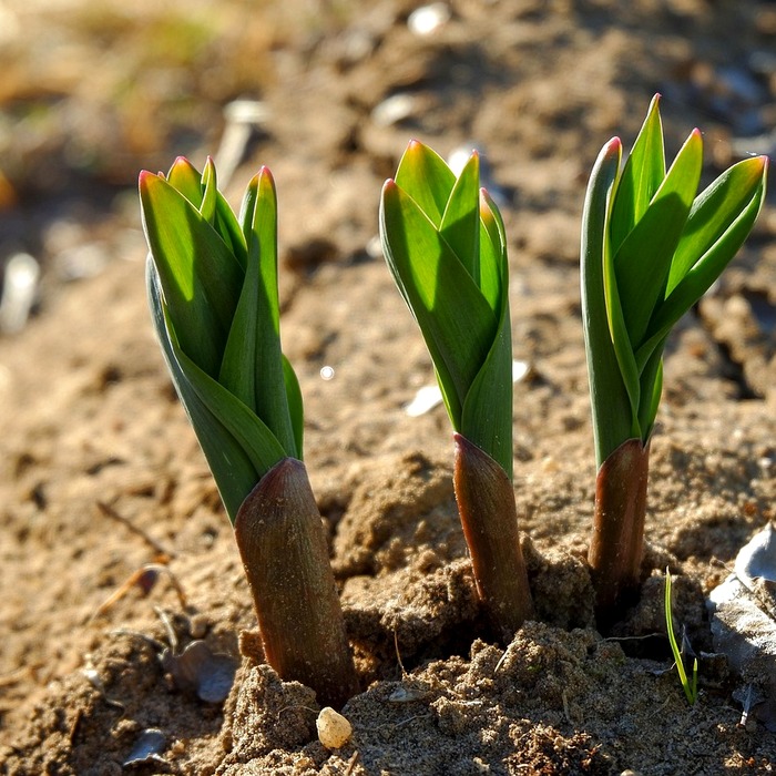 고추장아찌 재료