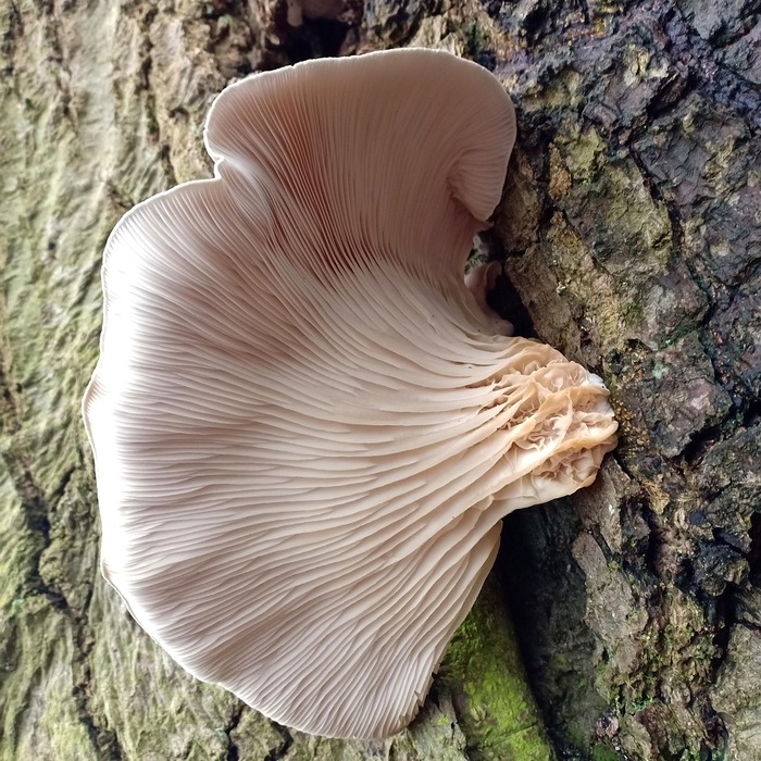 느타리버섯 볶음