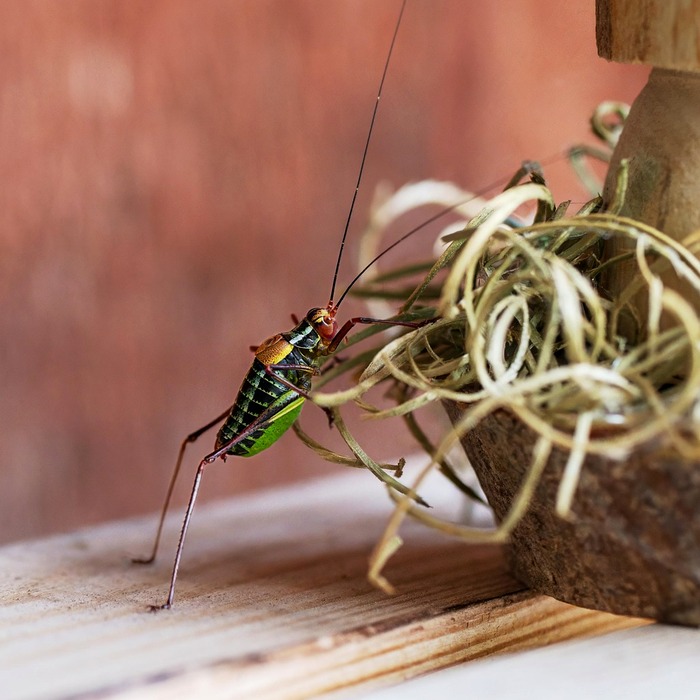 귀뚜라미보일러 서비스센터