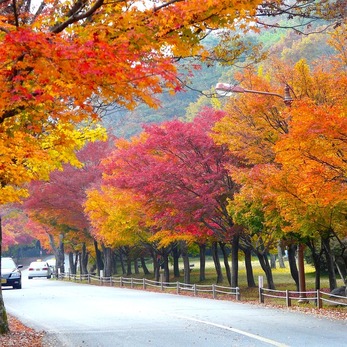 내장산 단풍