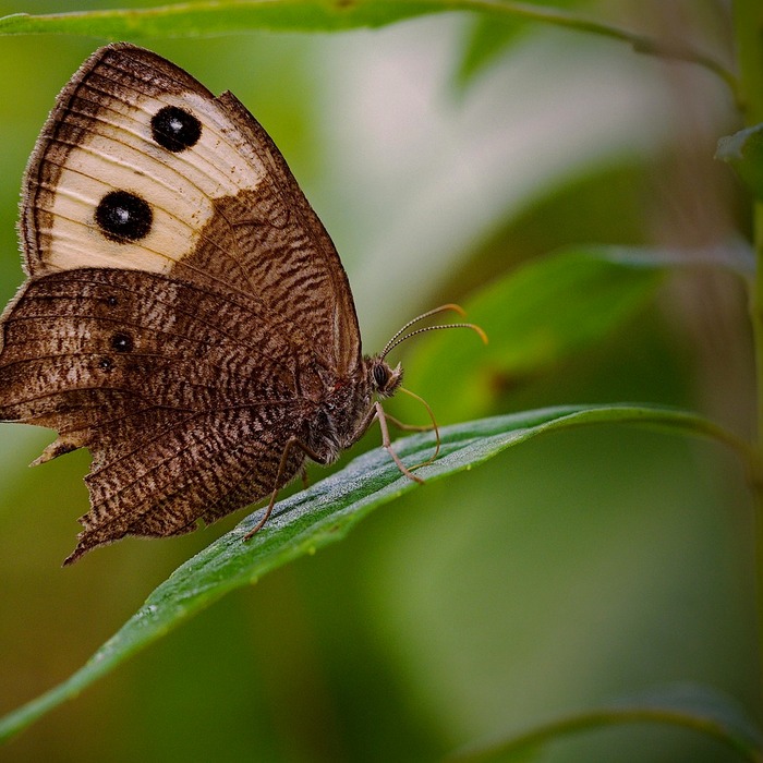 육지 거북 서식지