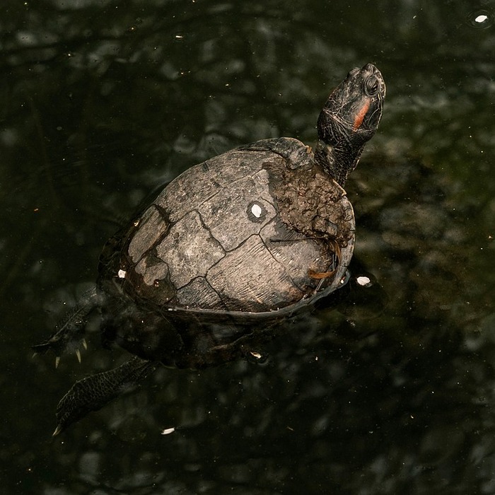 수생 거북 환경