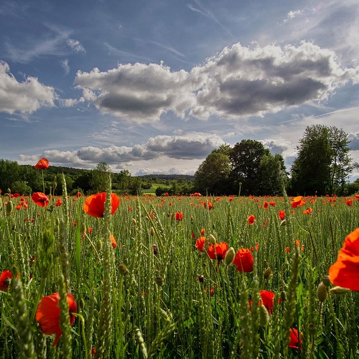 제초제 사용 시기