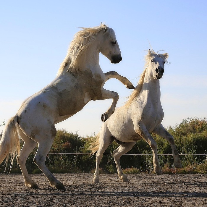 가격 산정 기준