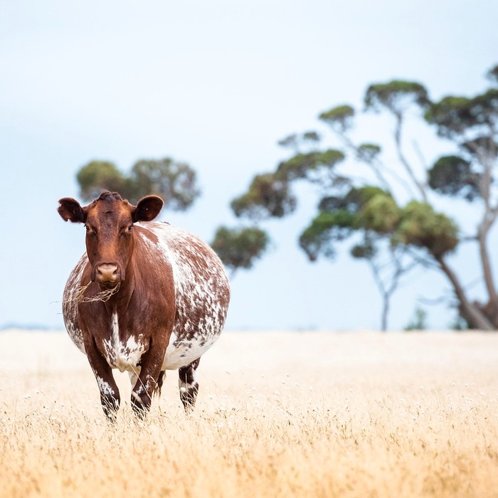 신한카드 캐시백