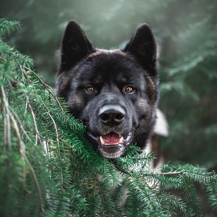 방수 우비 강아지