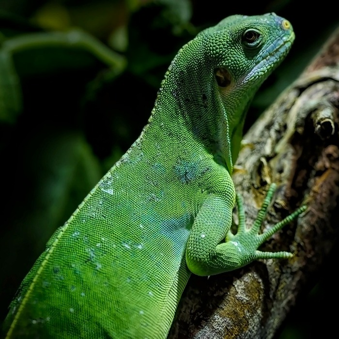 이구아나 강력한 꼬리