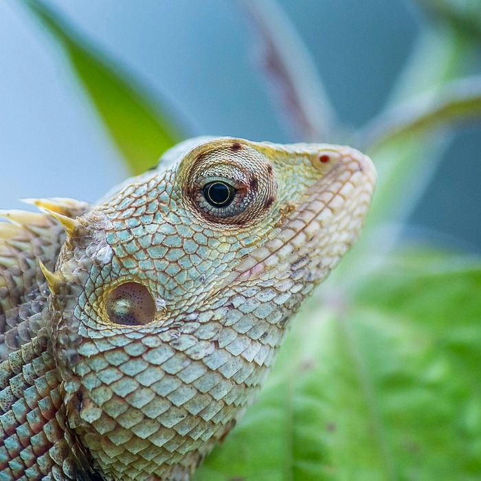 나무 위 카멜레온