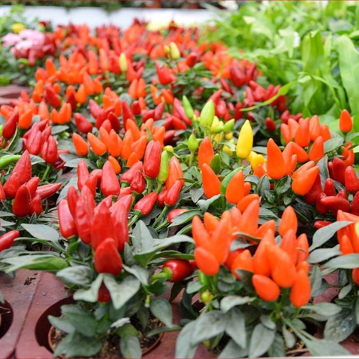 실내 식물 환경