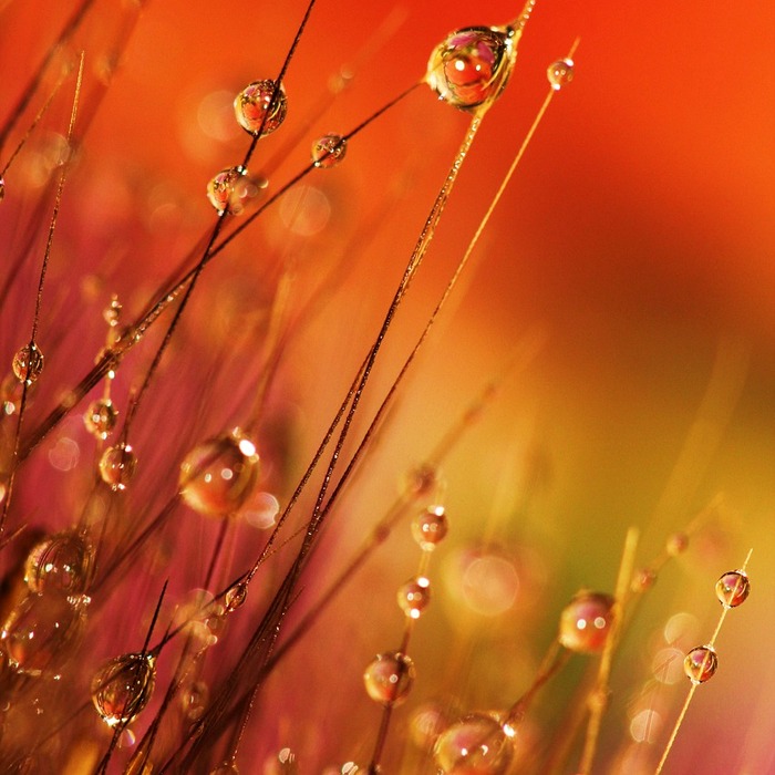 오렌지 영양 성분