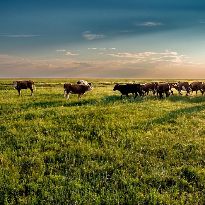 직장 내 괴롭힘