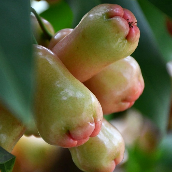 태국 열대 과일