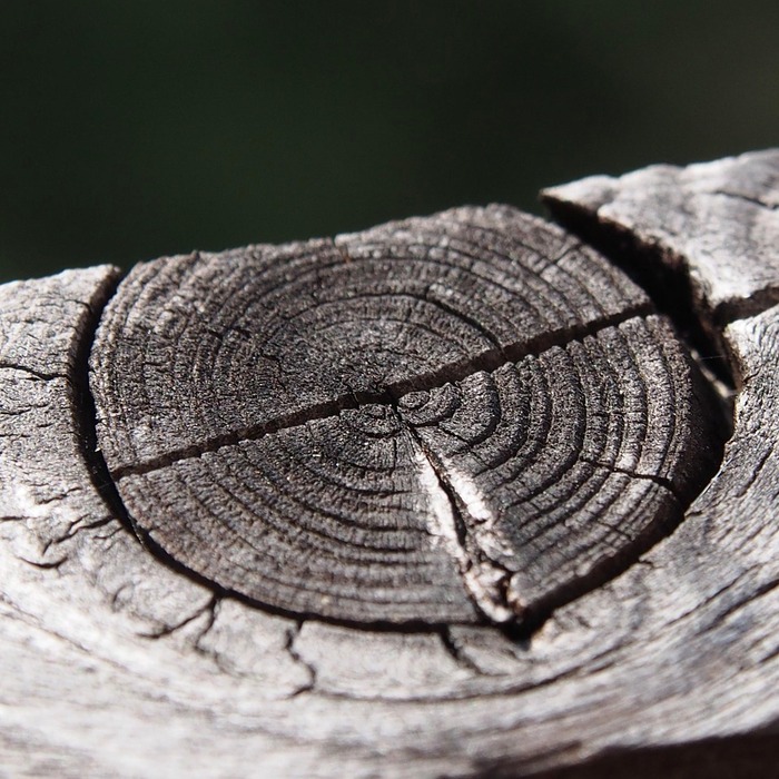 코어 근육 구조