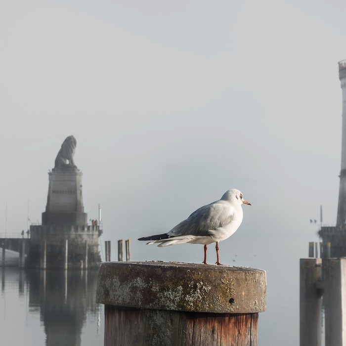 고중량 프리웨이트