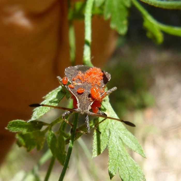 기생충 감염 증상