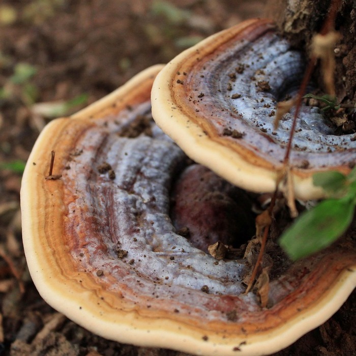 기생충 종류 비교