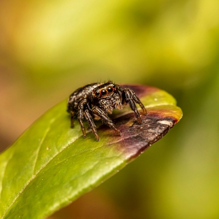 거미 생태적 특징