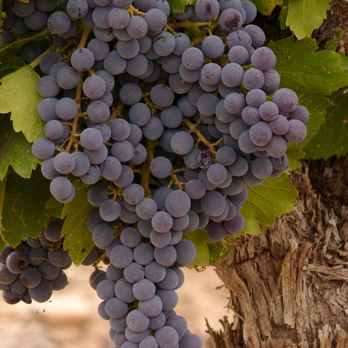 의료비 부담 경감