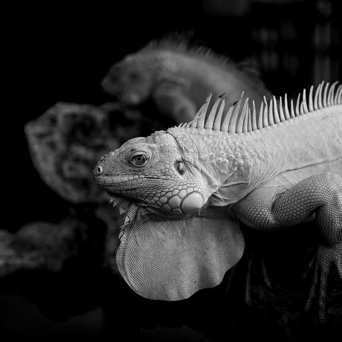 트리코모나스 질염 증상