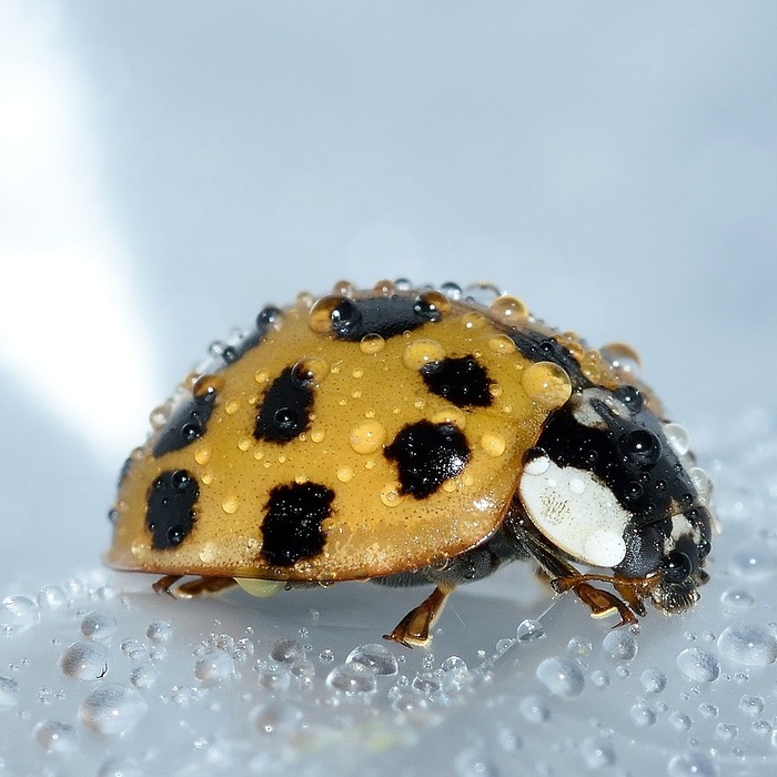 허리디스크 설명