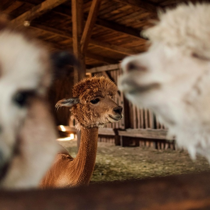 사용자 인터페이스