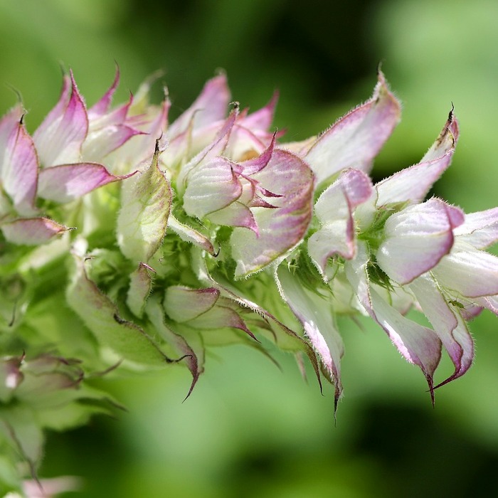 우드 세이지 핸드크림