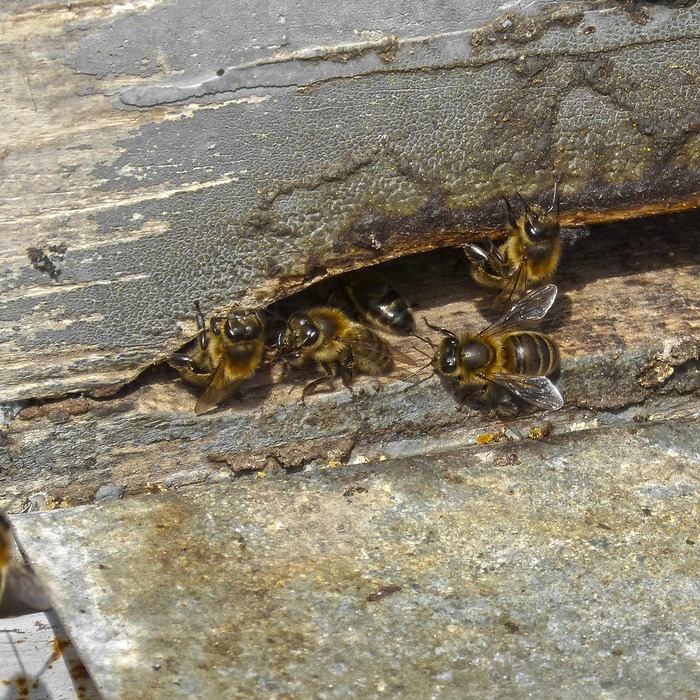 팸퍼스 기저귀 특징