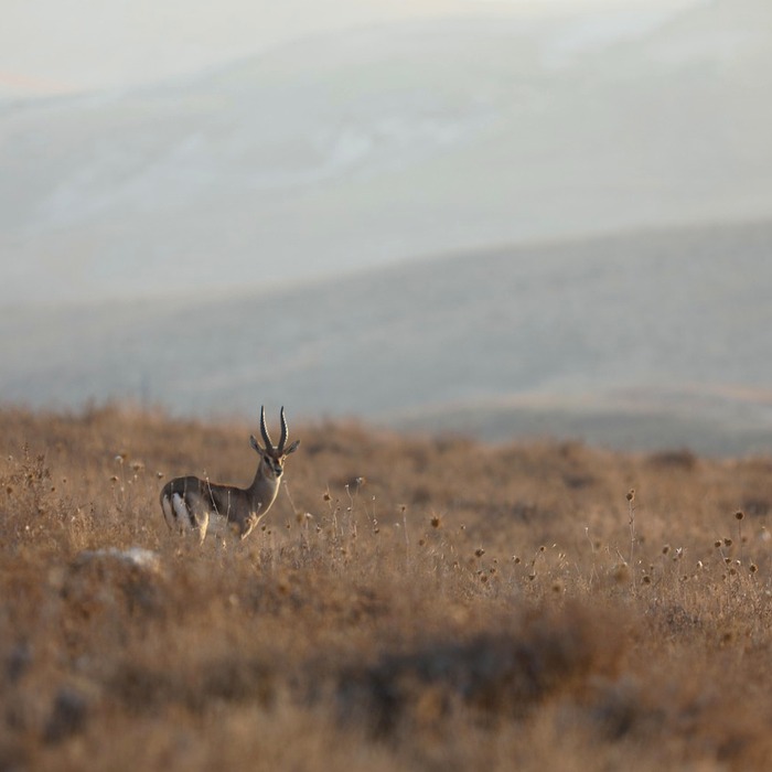 조갯살 영양 가치