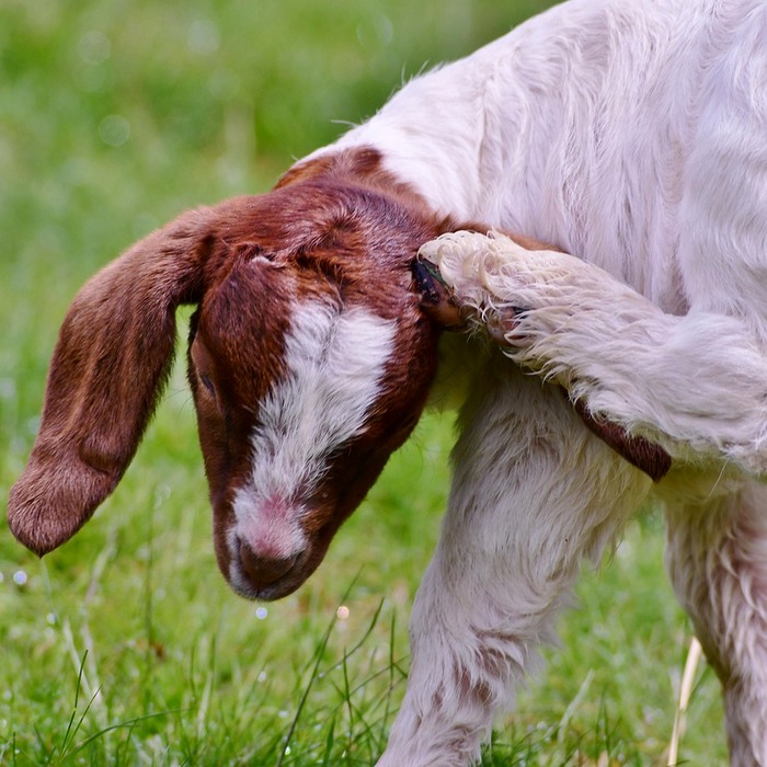 손가락 가려움증