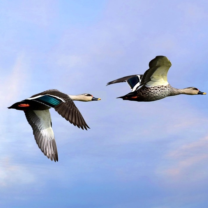 클럽페이스 스윗 스팟