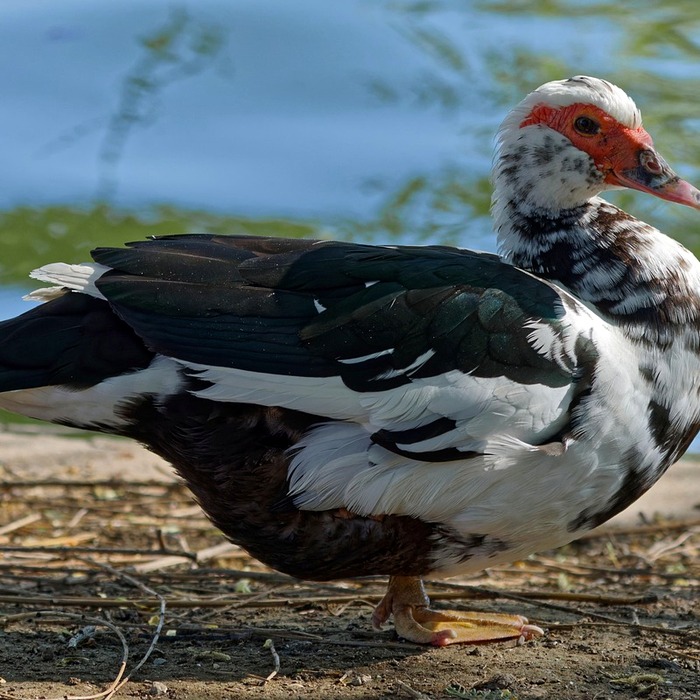 인플루엔자 예방접종