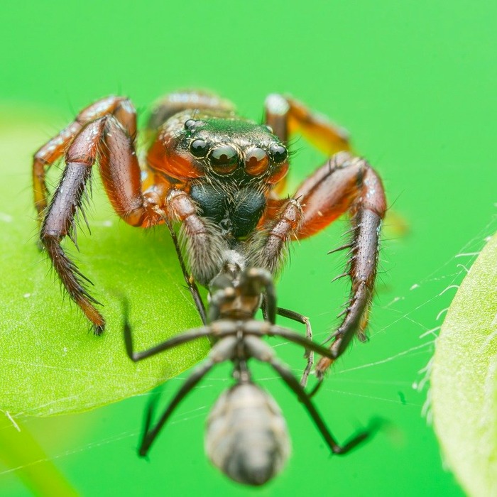 고양이와의 상호작용