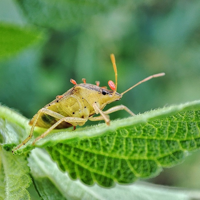 족저근막염 원인