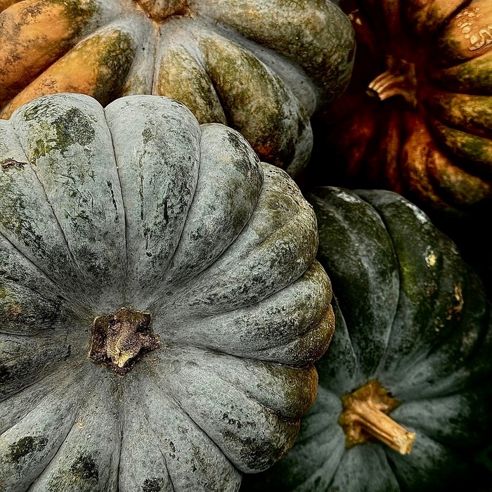 뉴올리언스 할로윈