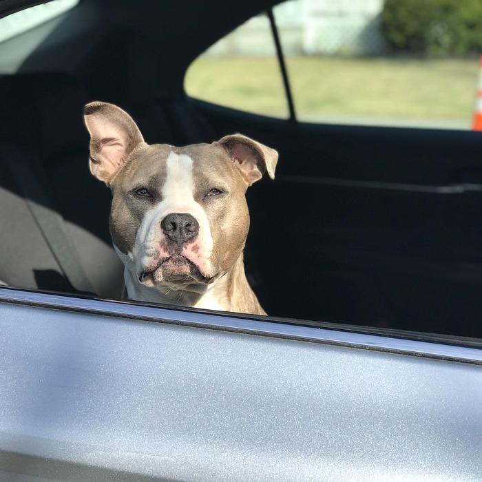 차량 뒷좌석 안전