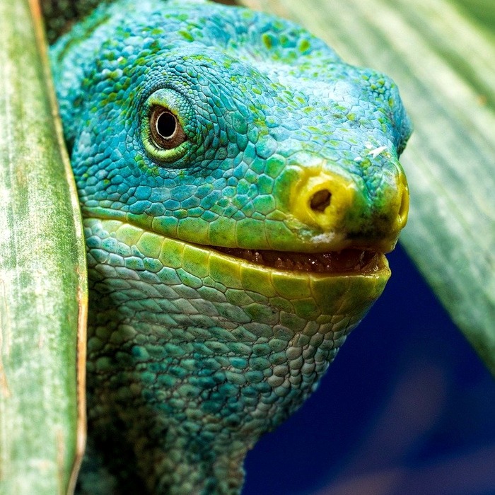 피지 제거 제품