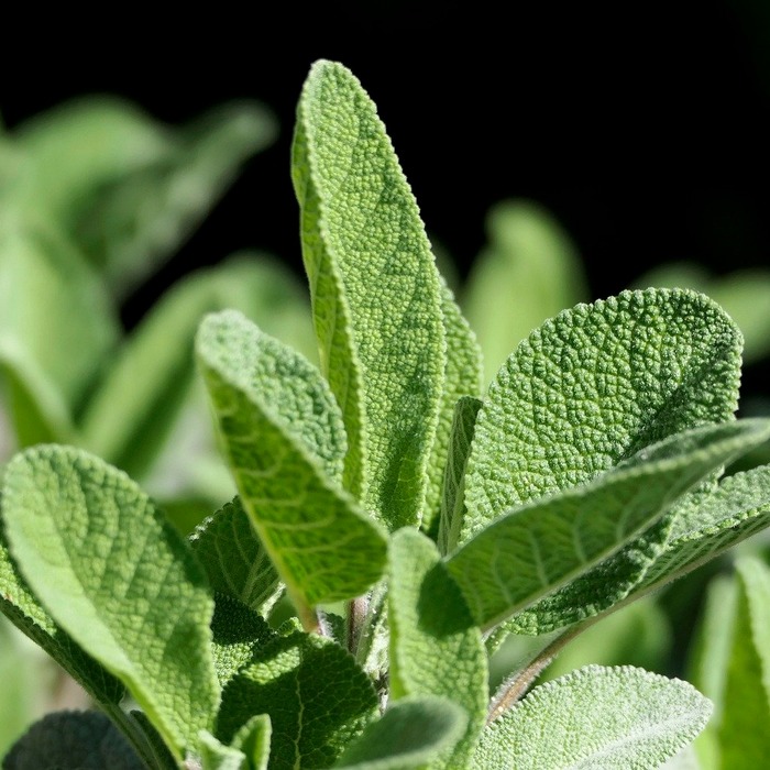 땅꽈리 약용식물