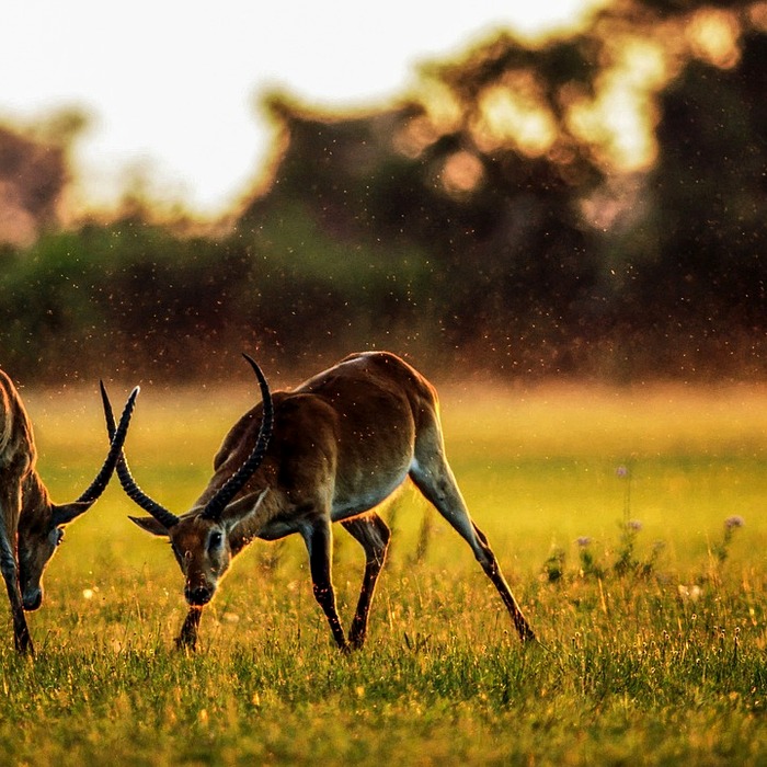 영양 결핍 증상