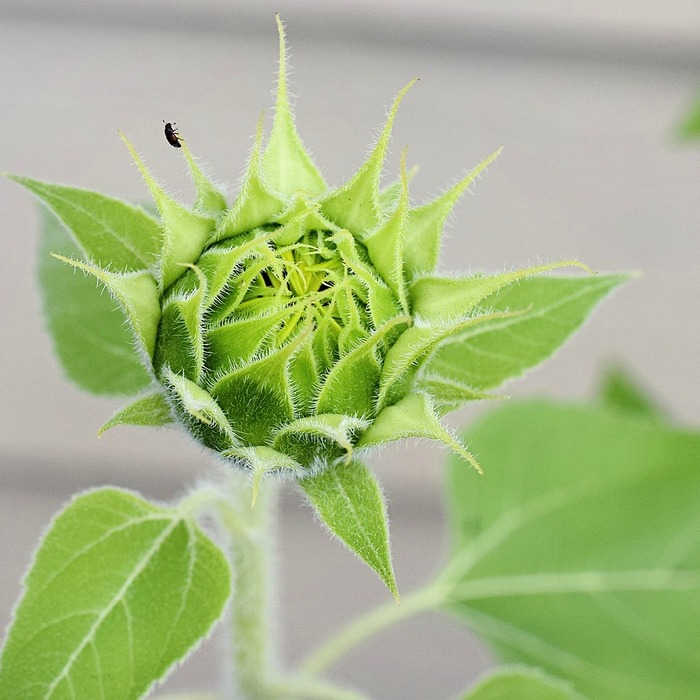 건강한 성장 관리