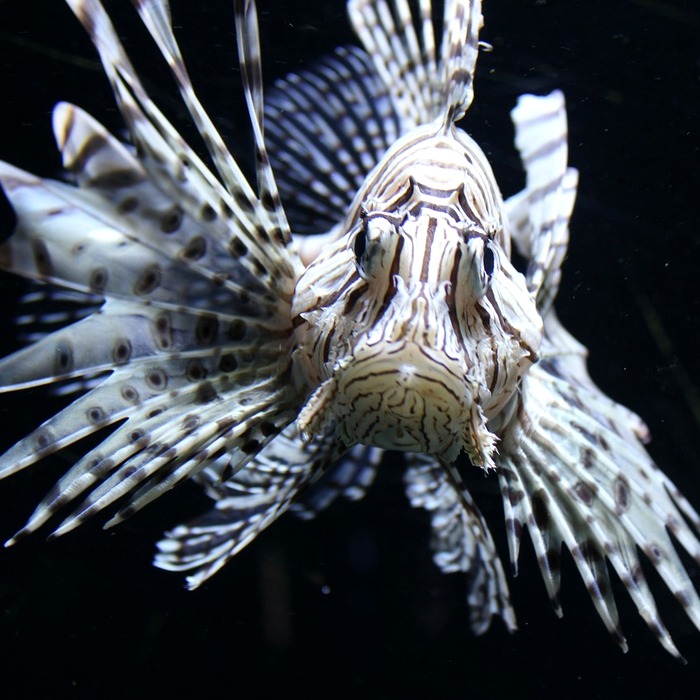 스테로이드 효과