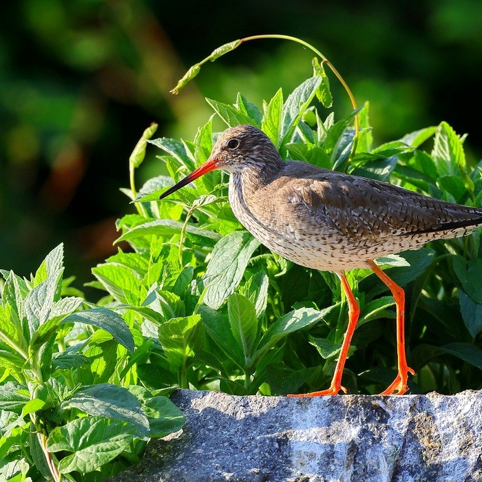 건강보험료 계산법