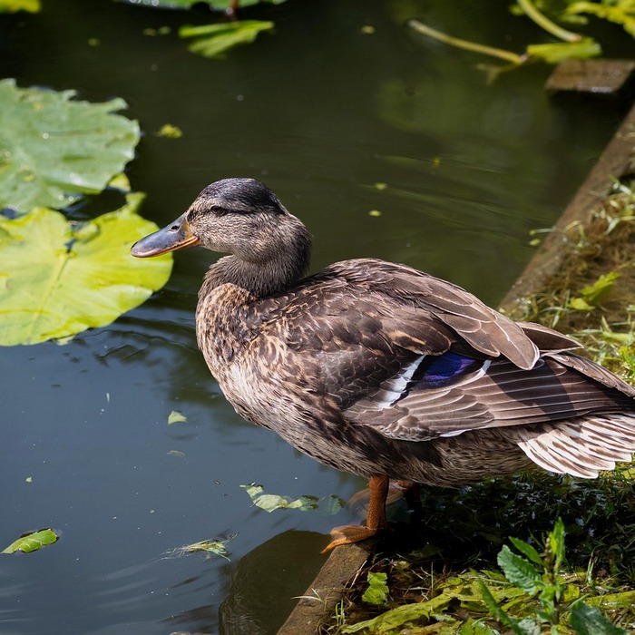 배당소득 분리과세